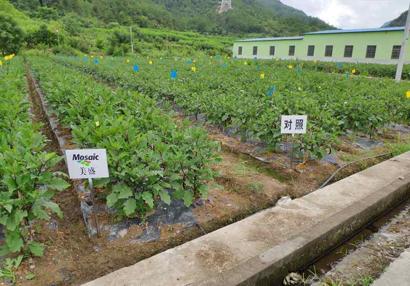 浙農“高山茄子營養解決方案”受到專家及農戶認可