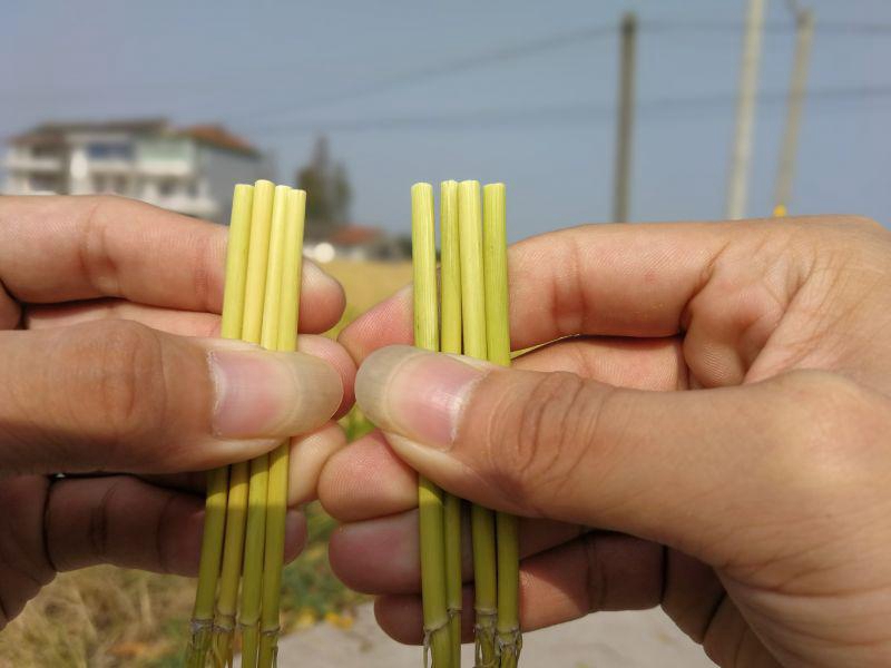 嘉興金惠利召開“雷力2000”觀摩測產會